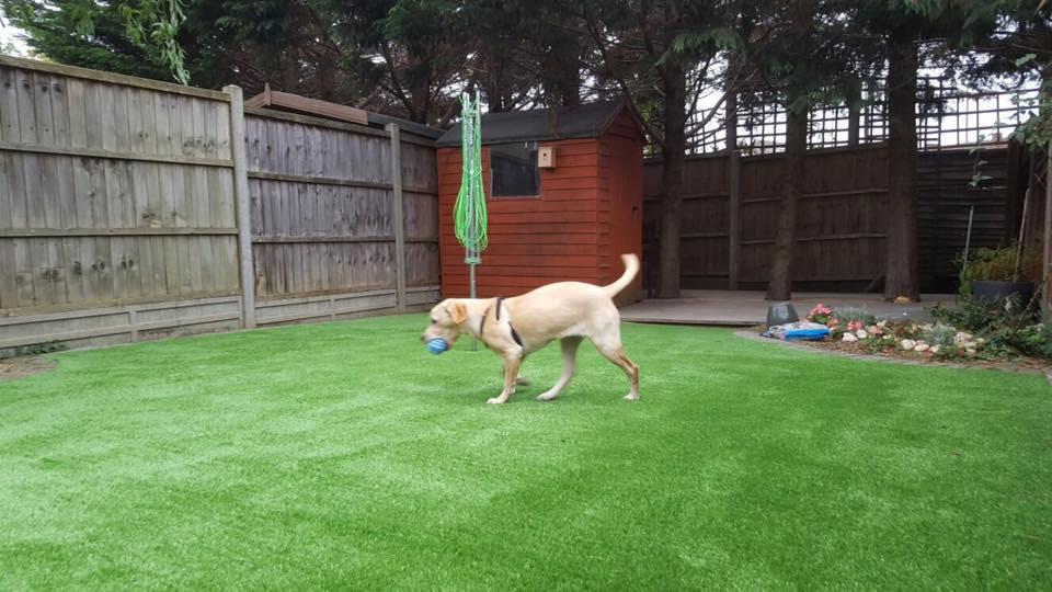 Dog friendly artificial grass

Luxury Lawns AGS Ltd Gallery Image