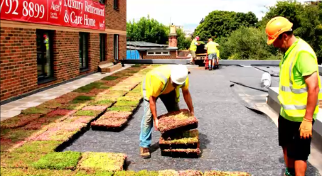 Installing M-Tray® modular green roof Gallery Image