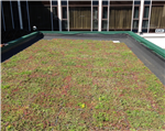 M-Tray® green roof Gallery Thumbnail