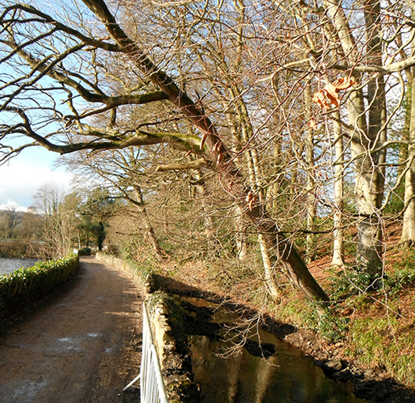 Tree Surveys for safety Gallery Image