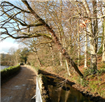 Tree Surveys for safety Gallery Thumbnail