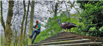 Zoo enclosure and aviary maintenance Gallery Thumbnail