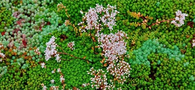 Eco Green Roofs Image