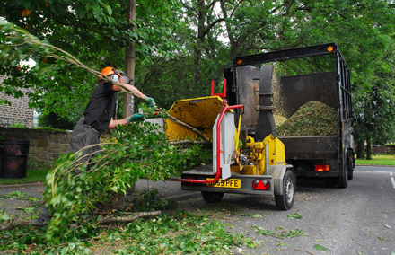 Arundel Tree Surgeons Image