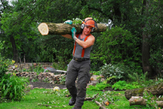 Arundel Tree Surgeons Image