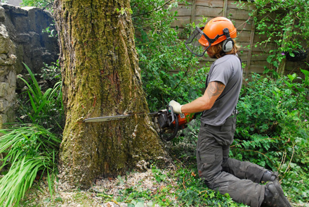 Arundel Tree Surgeons Image