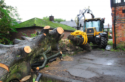 Arundel Tree Surgeons Image